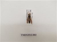 藏品(雙斑馬蜂)的圖片